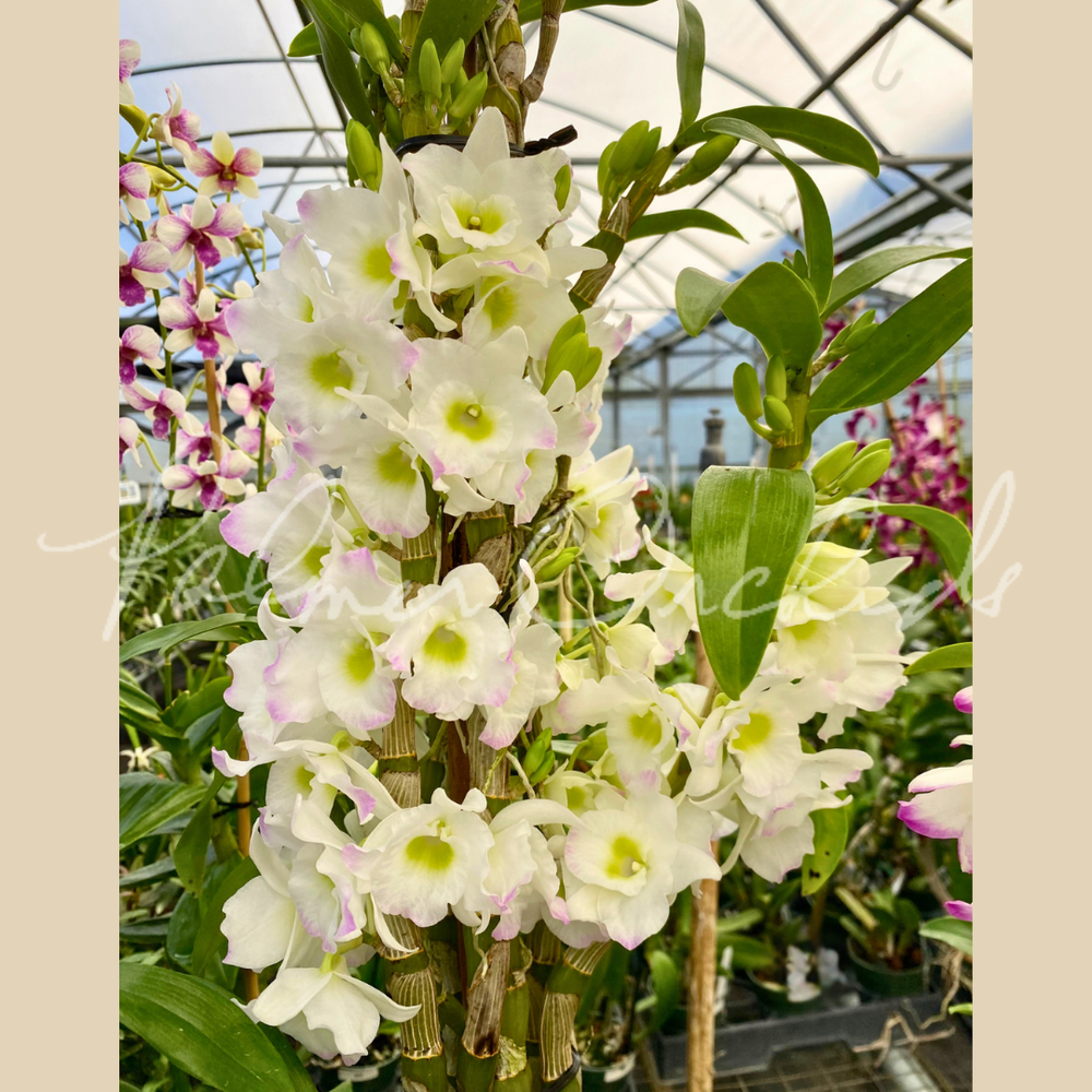 Nobile-Type Dendrobium 4-Pack — Palmer Orchids